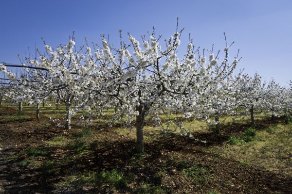 Orchard Planting in Citrus Heights