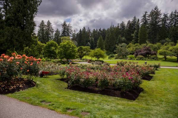 Flower Garden Landscaping in Citrus Heights
