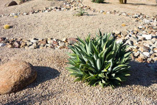Xeriscaping Service in Citrus Heights