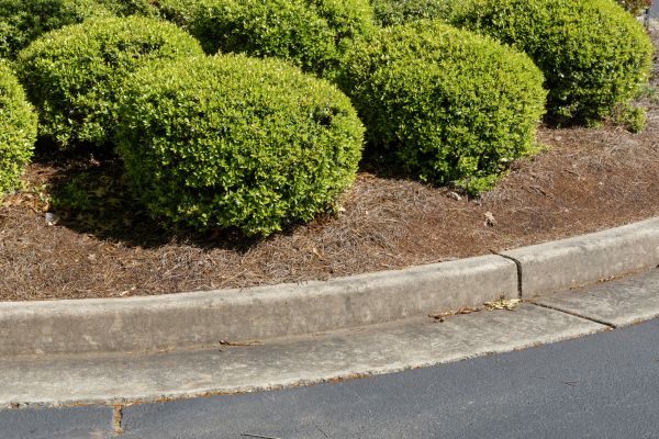 Pine Mulch Installation in Citrus Heights