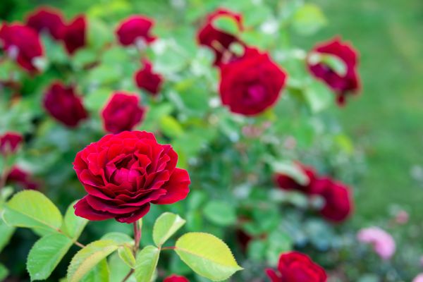 Rose Planting in Citrus Heights