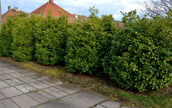 Privacy Shrub Installation in Citrus Heights