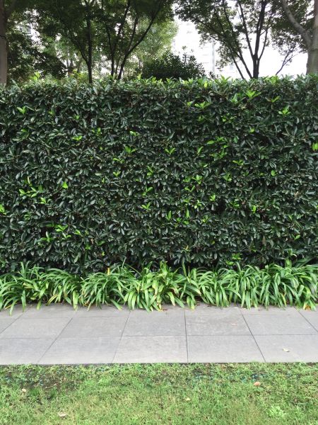 Privacy Shrub Planting in Citrus Heights