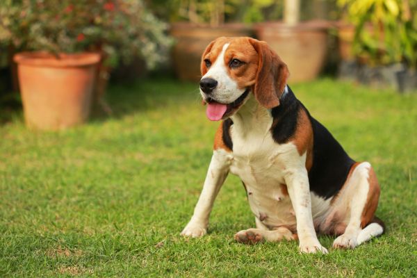 Dog Friendly Landscaping in Citrus Heights