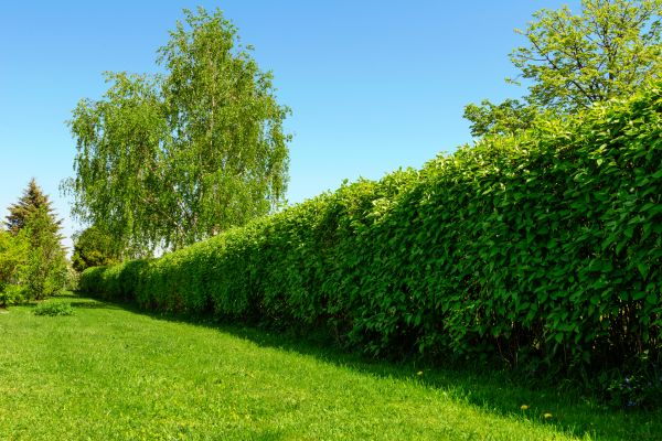Hedge Replacement in Citrus Heights