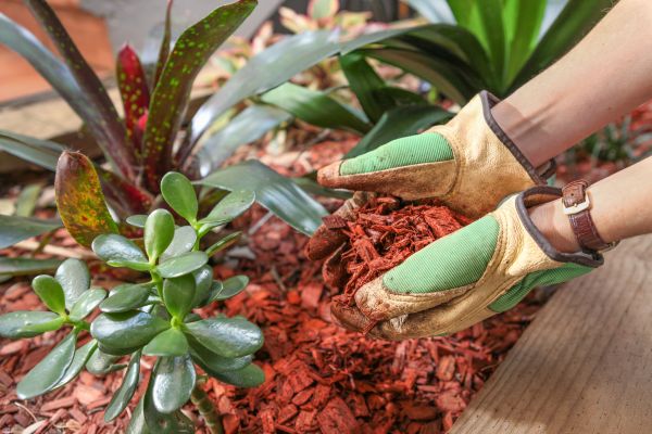 Cedar Mulch Installation in Citrus Heights