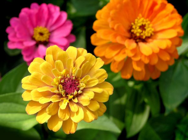 Zinnia Planting in Citrus Heights