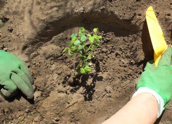 Rose Bush Planting in Citrus Heights