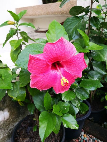 Hibiscus Planting in Citrus Heights