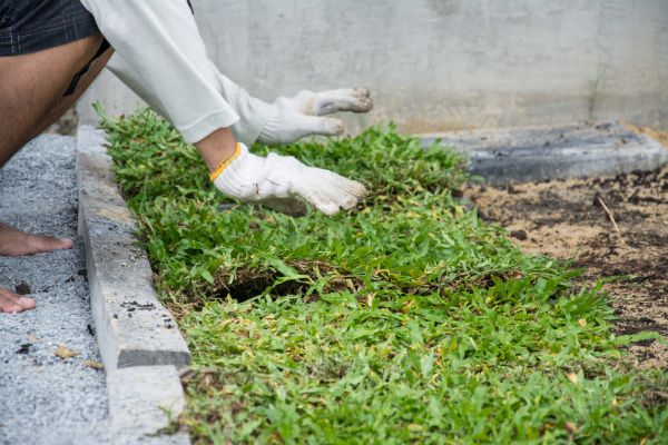 Ground Cover Planting in Citrus Heights