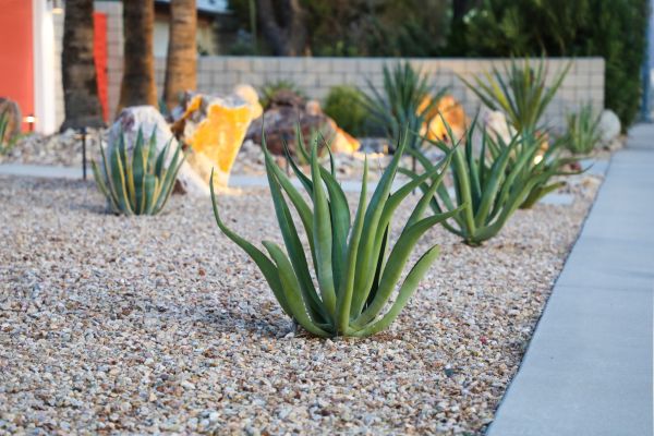 Drought Resistant Landscaping in Citrus Heights