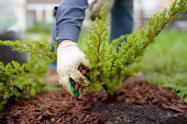 Church Mulching in Citrus Heights