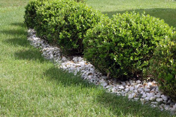 Boxwood Planting in Citrus Heights