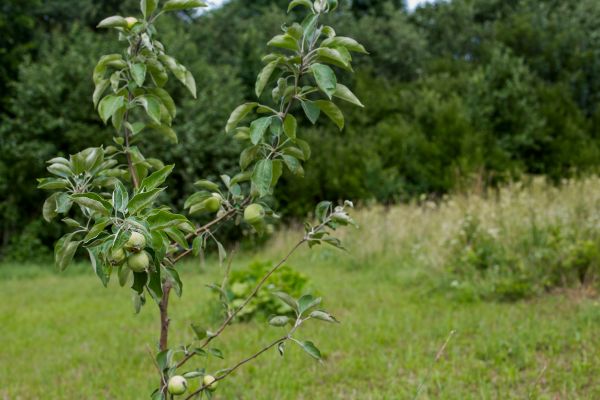 Apple Tree Planting in Citrus Heights