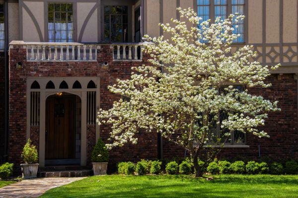 Dogwood Tree Planting in Citrus Heights